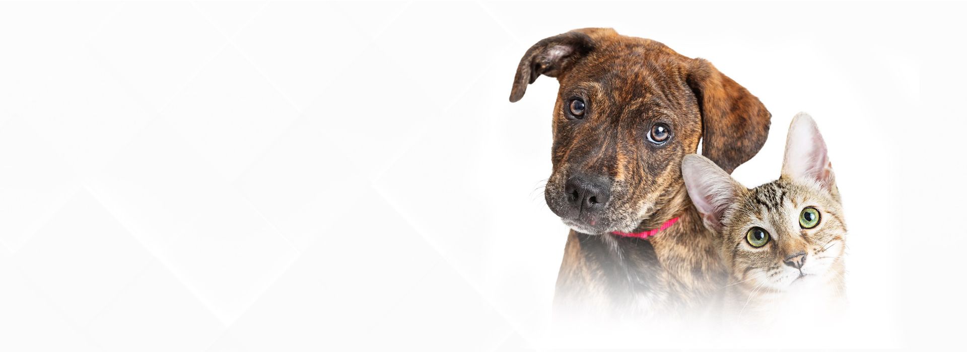 Prestij ve Artan Hizmet Kalitesi